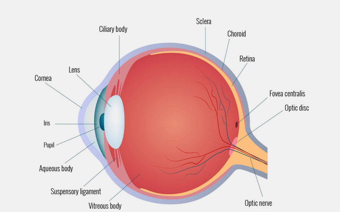 Parts Of The Eye Chart